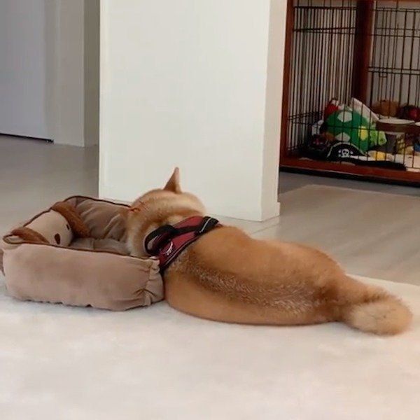 ふてくされる柴犬