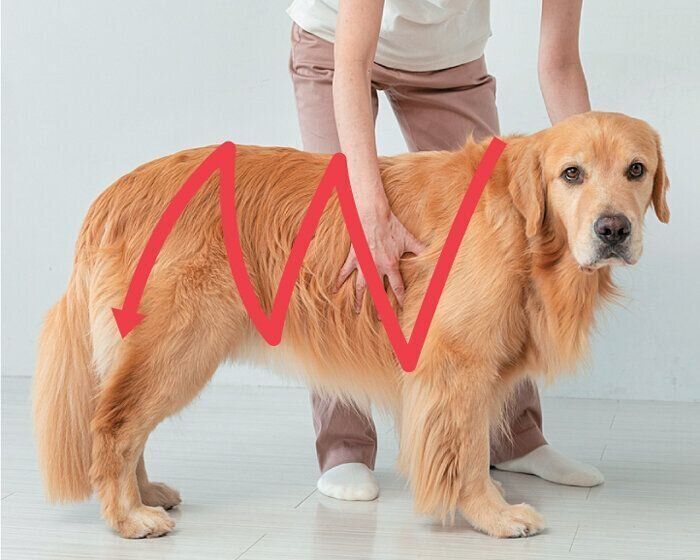 なでられるゴールデン・レトリーバー