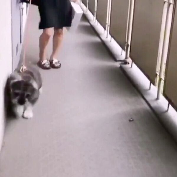 倒れているセミを見てビビるジェスくん