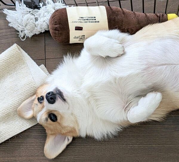 おなかを出すモルトちゃん