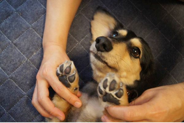 靴下が大好きな犬