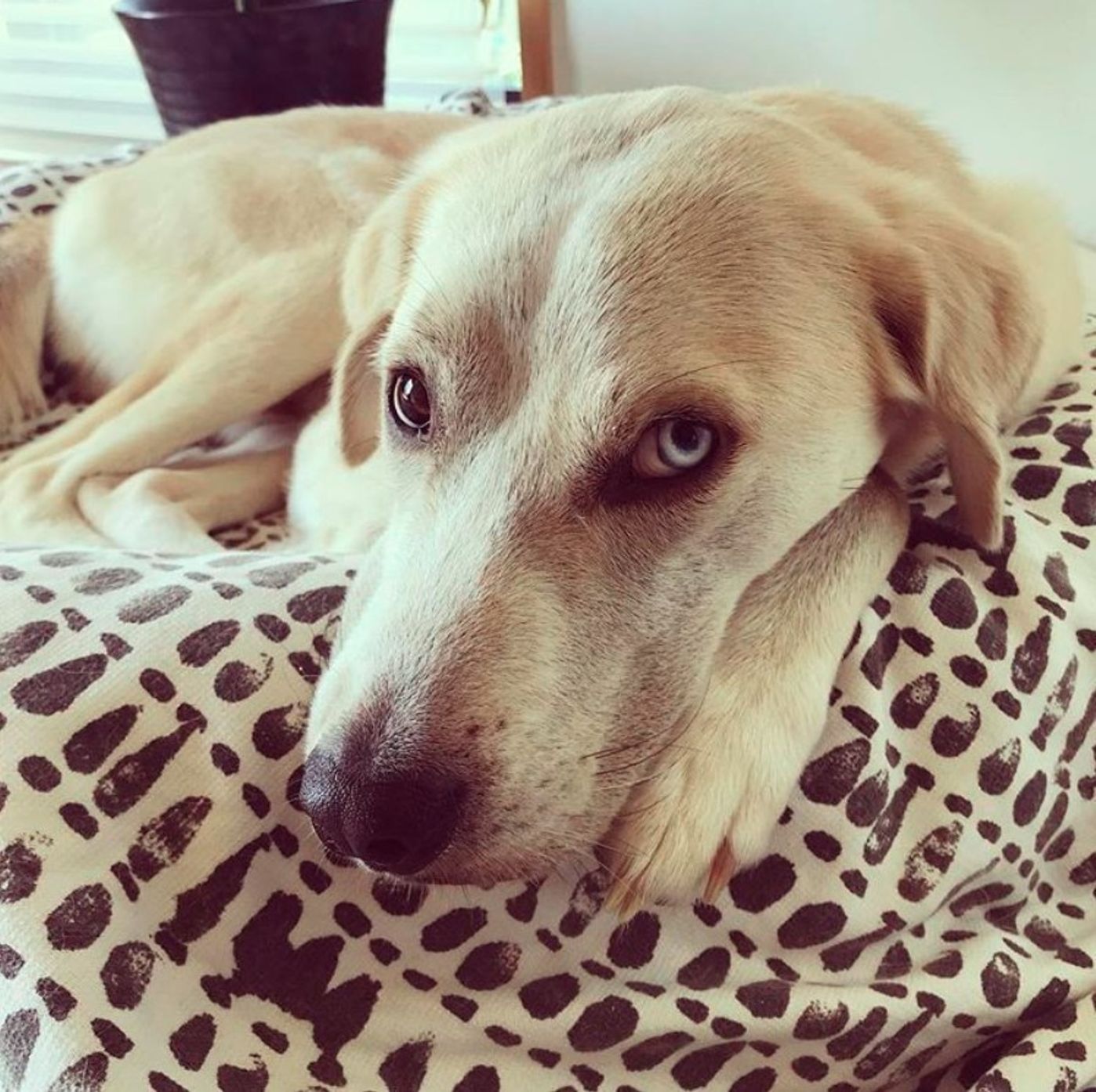 獣医師監修 シベリアン ハスキーのミックス犬の種類や飼育の注意点 いぬのきもちweb Magazine 獣医師監修 シベリアン ハスキーのミックス犬の種類や飼育の注意点 いぬのきもちweb Magazine