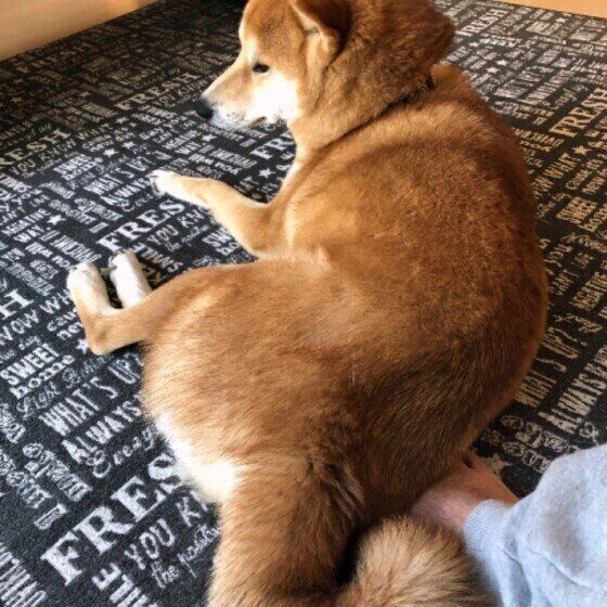 柴　あずき　足に