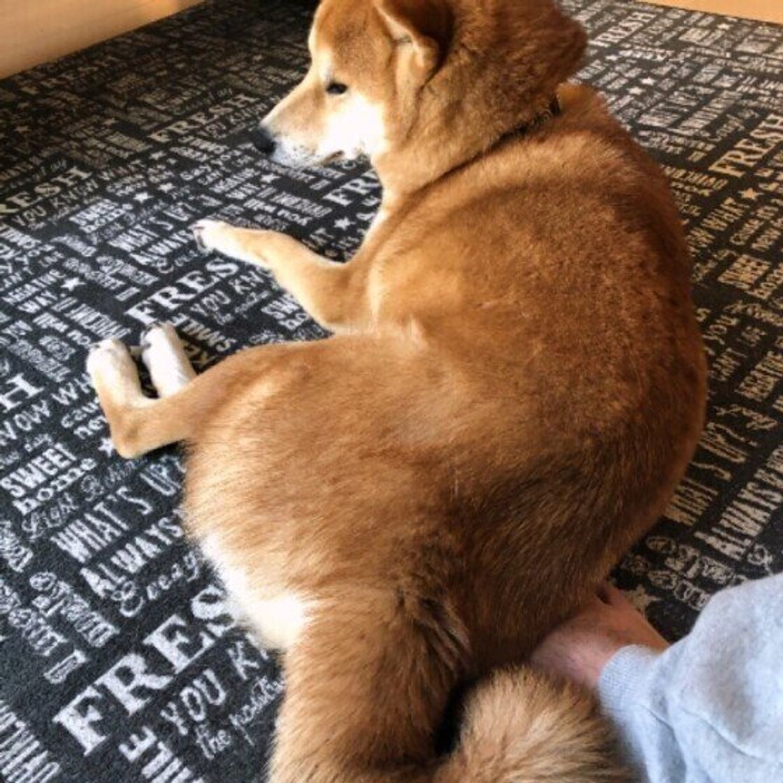 愛犬の ツンデレ なしぐさ5選 本当は 大好き のサインだった いぬのきもちweb Magazine 愛犬の ツンデレ なしぐさ5選 本当は 大好き のサインだった いぬのきもちweb Magazine