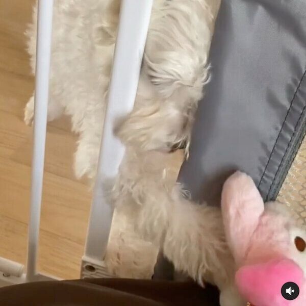 ぬいぐるみが欲しい大福くん