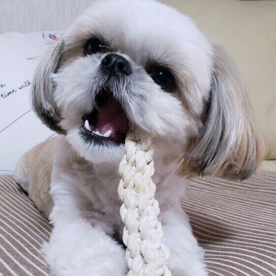 シー・ズーのれんくん