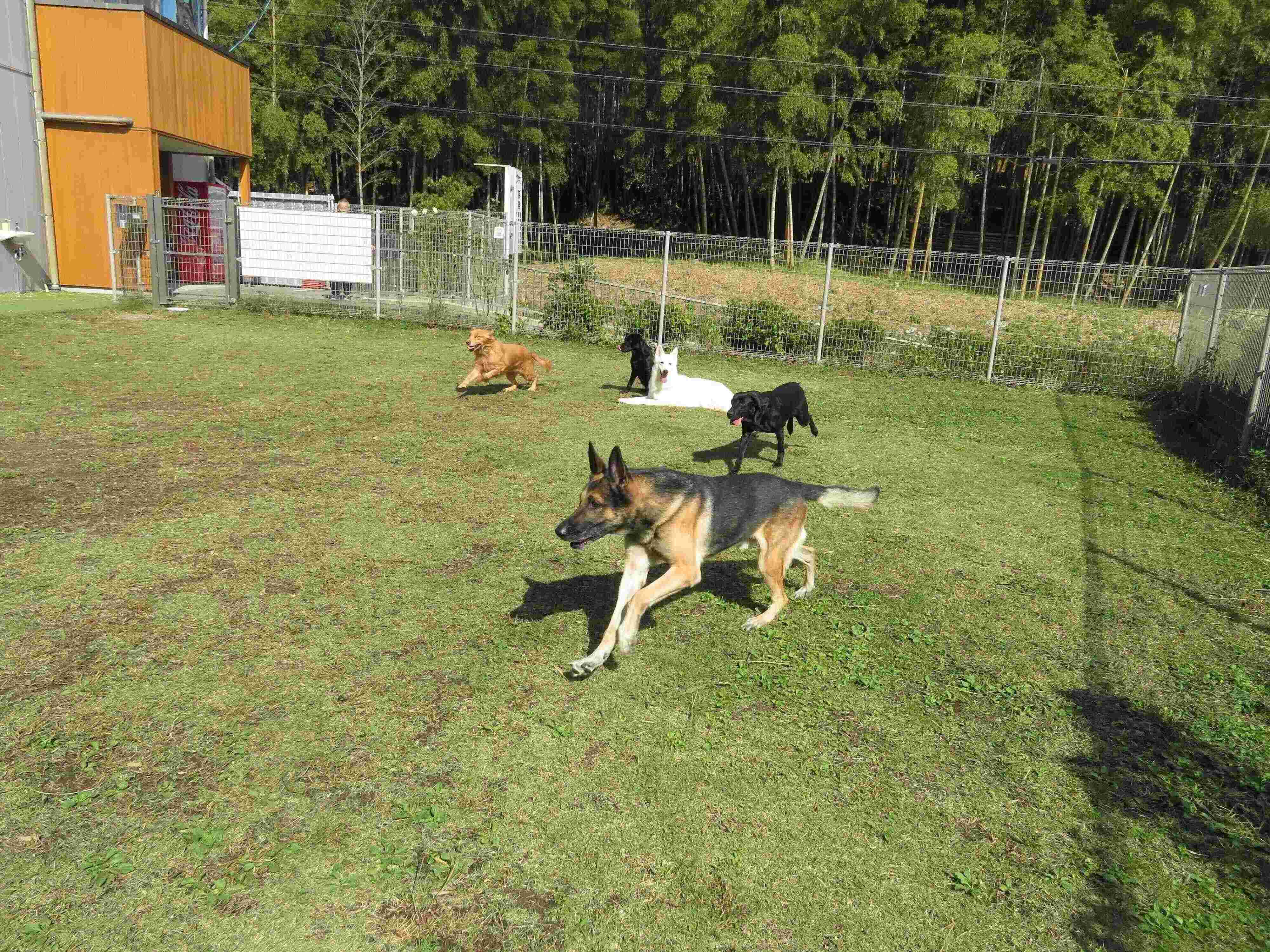 ドッグランで遊ぶ5頭の犬