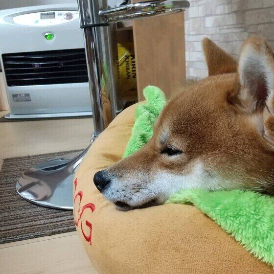 犬と過ごす空間で暖房器具を使用する際の注意点 いぬのきもち