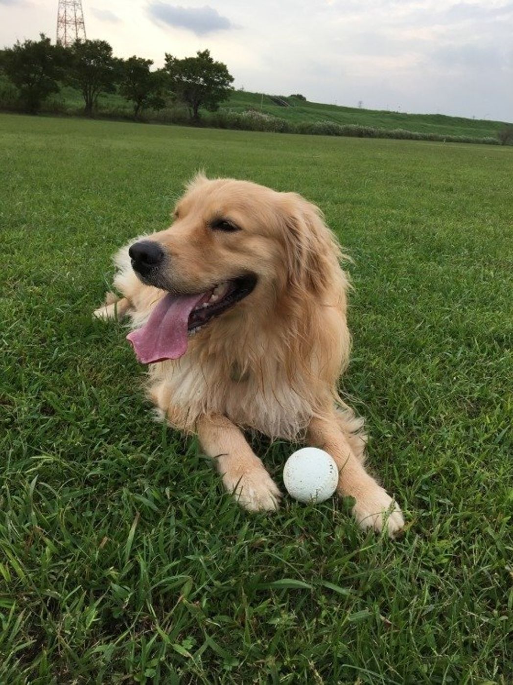 犬の脱走には 意外な理由 も 注意したい場面と対策法も解説 いぬのきもちweb Magazine 犬の脱走には 意外な理由 も 注意したい場面と対策法も解説 いぬのきもちweb Magazine