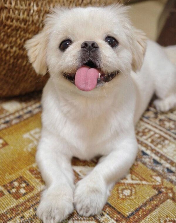 笑顔が可愛いムーチョくん