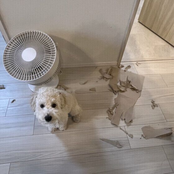 犬が留守番中にイタズラをする理由とは？ 犬の誤食を防ぐためにできること いぬのきもち