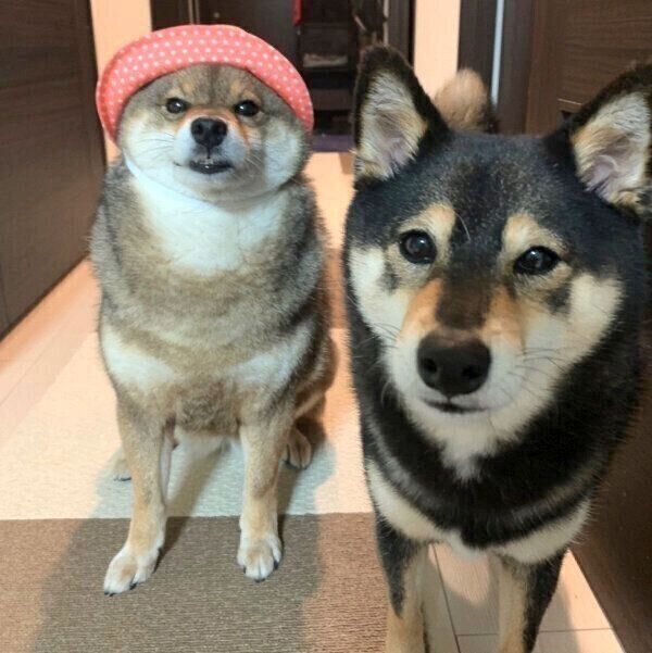 見つめる花ちゃんとあずきちゃん