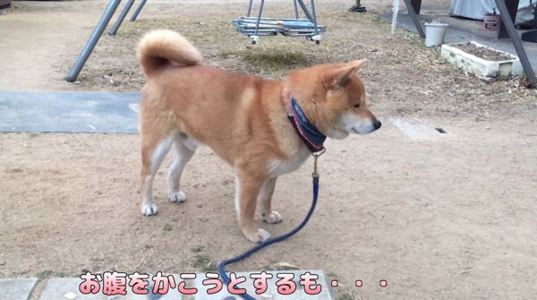 タップダンスをする柴犬