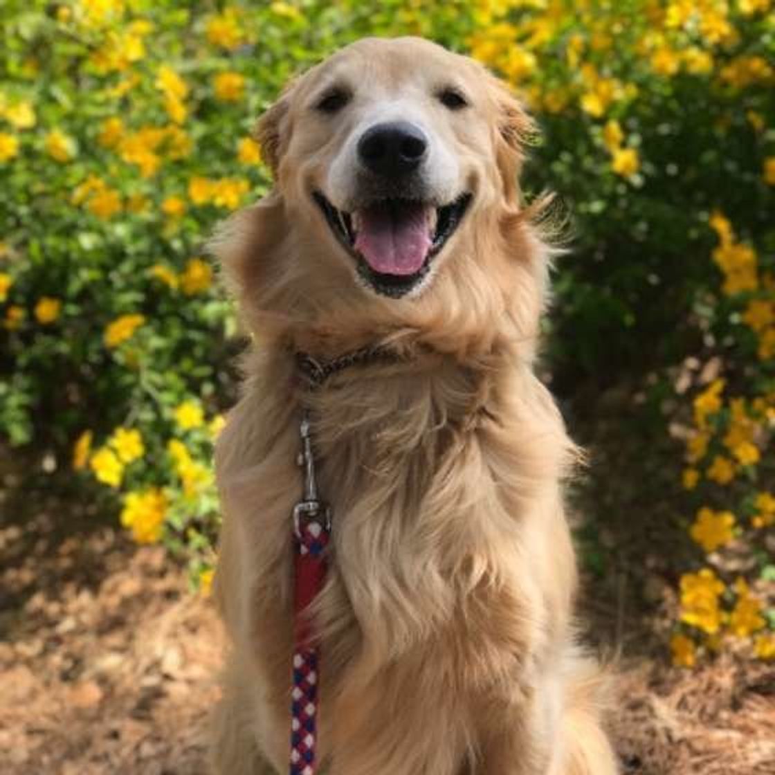 なぜ犬に散歩は必要なの 短時間の散歩を充実させるコツ いぬのきもちweb Magazine なぜ犬に散歩は必要なの 短時間の散歩を充実させるコツ いぬのきもちweb Magazine