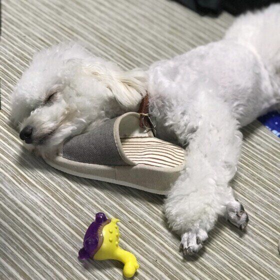 トイ・プードル ハルタロウくん