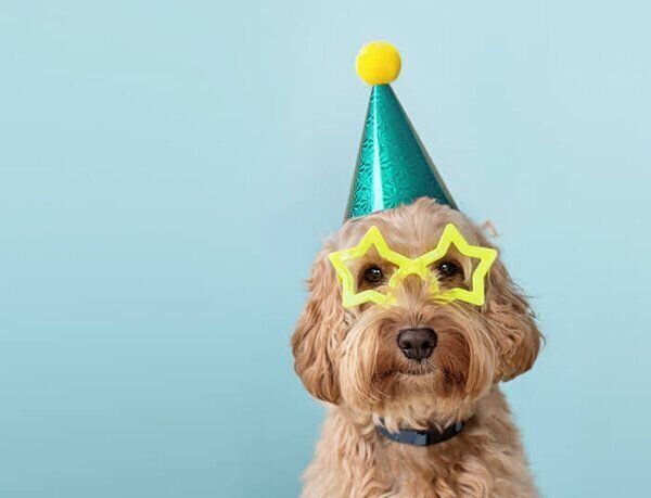 被り物をかぶる犬