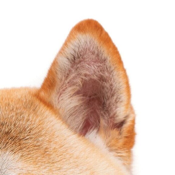 プリックイヤー