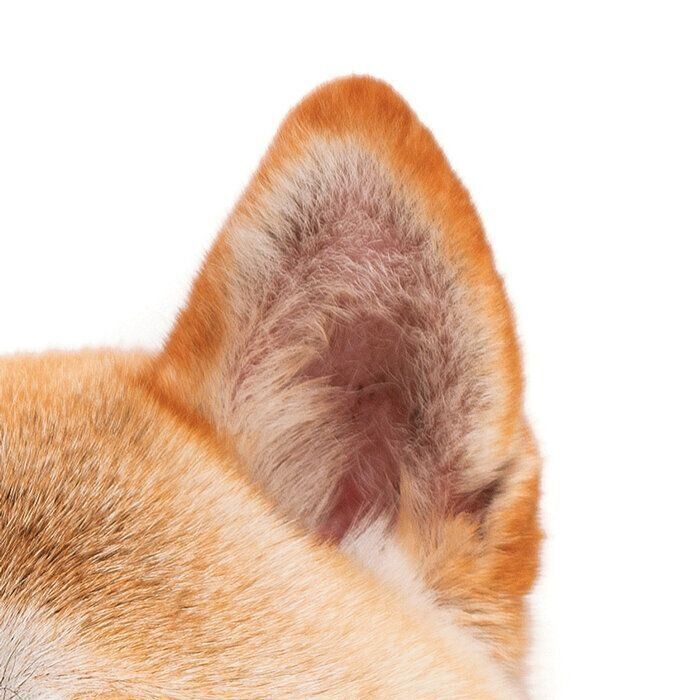 プリックイヤー