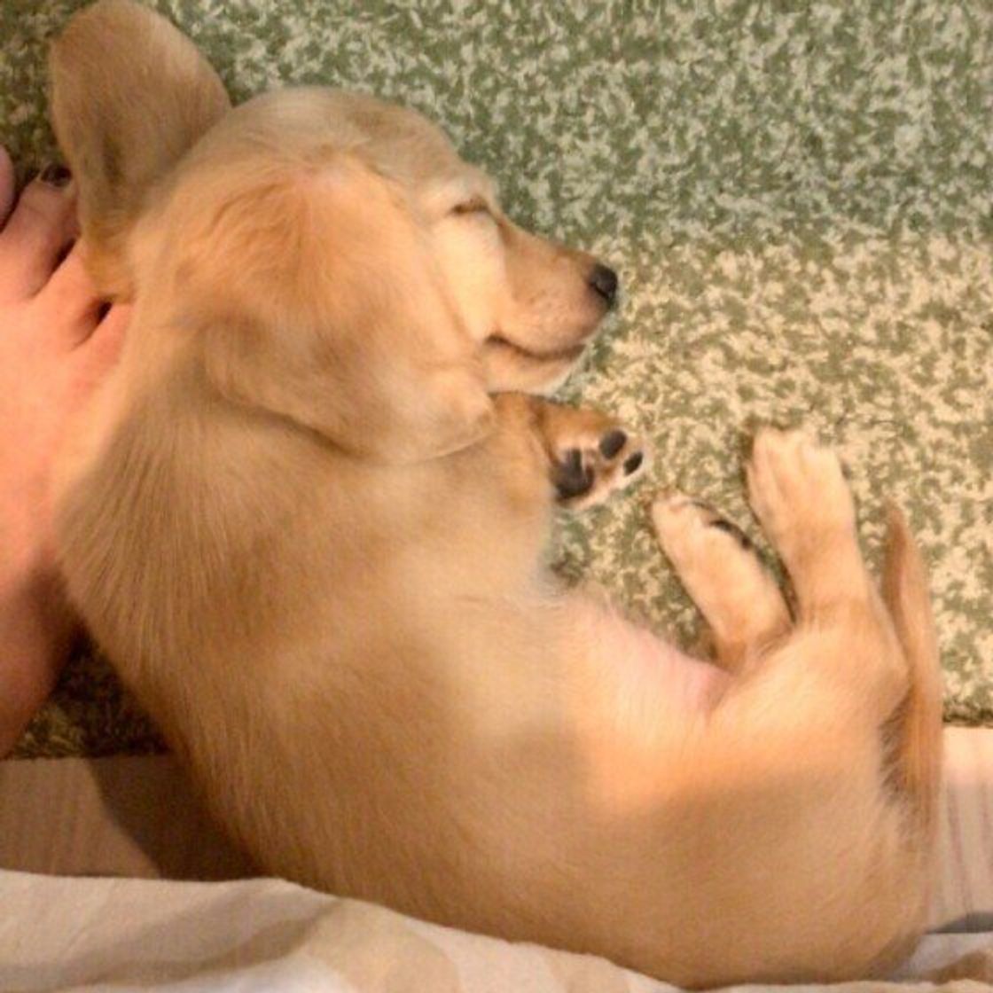 犬が飼い主さんの足元で寝る理由 かわいい画像とともに解説 いぬのきもちweb Magazine 犬が飼い主さんの足元で寝る理由 かわいい画像とともに解説 いぬのきもちweb Magazine