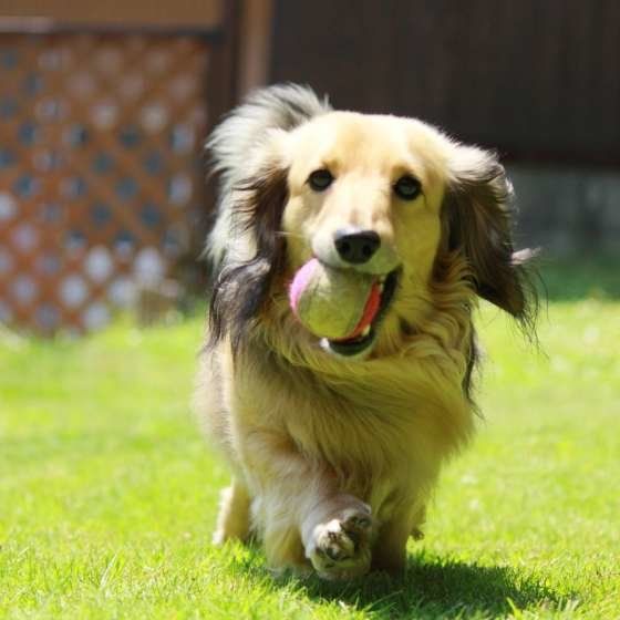 ミニチュア・ダックスフンド