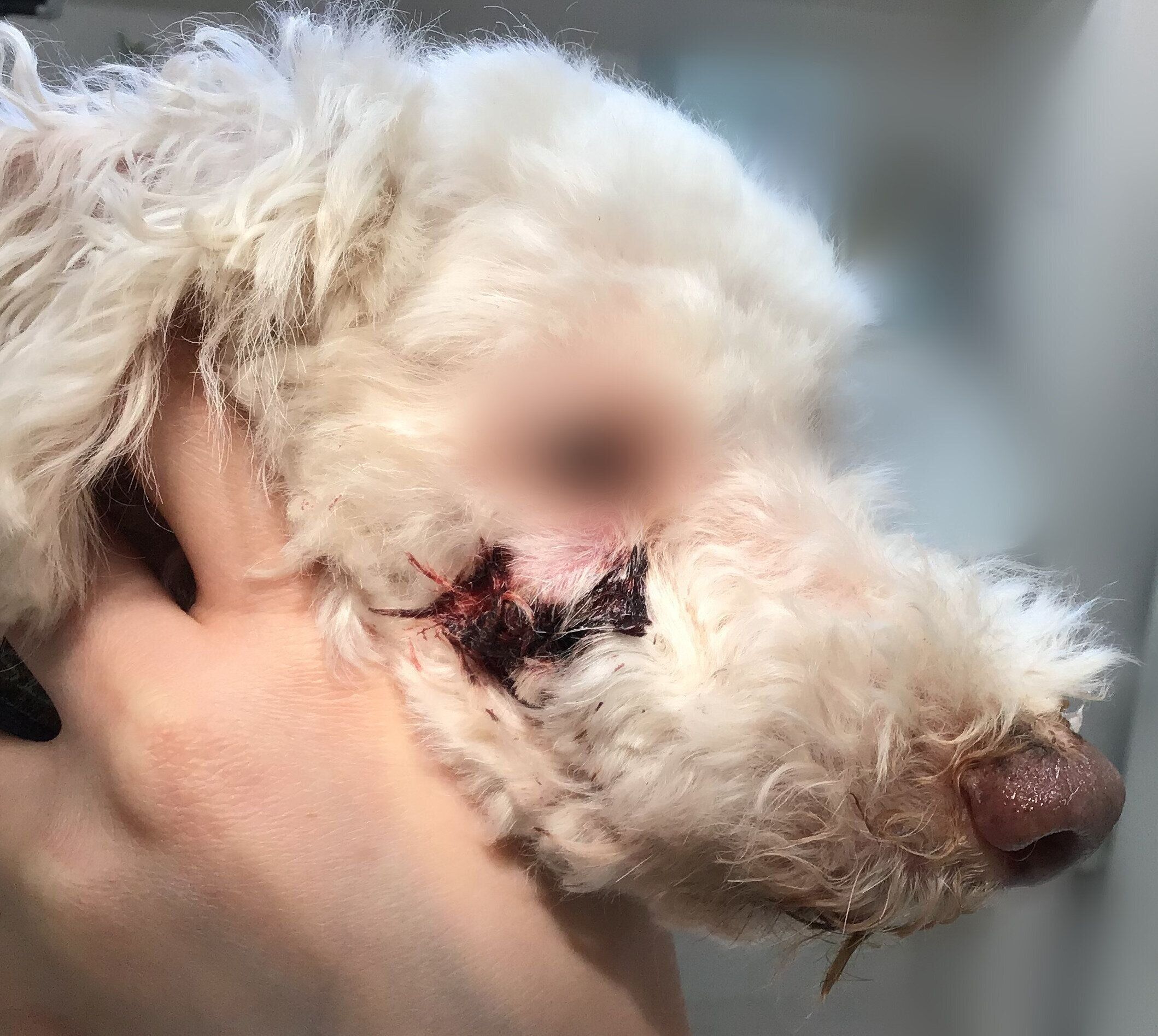 歯の根元にたまった膿が骨を溶かし、口腔と頬が貫通してしまった外歯瘻の例