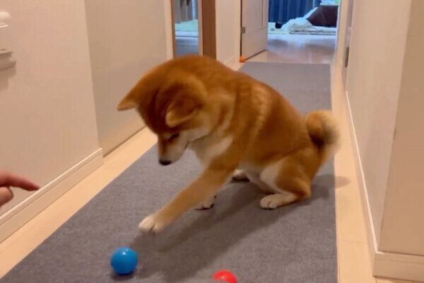 ボールを選ぶこむぎくん