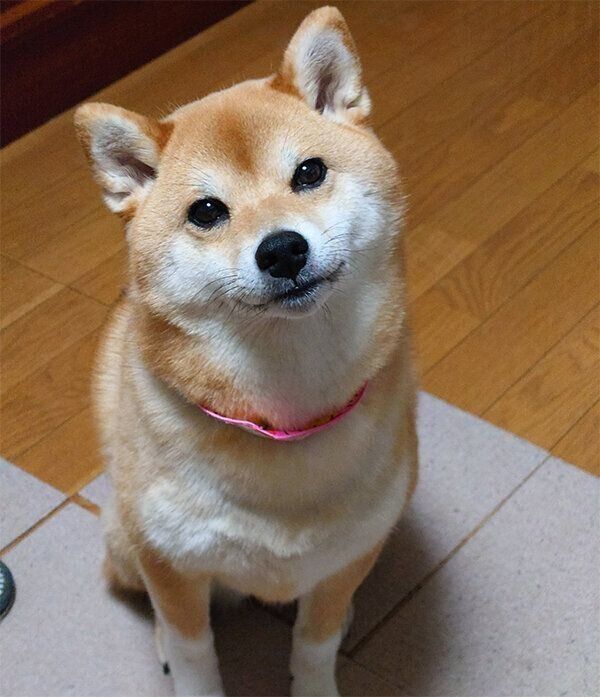 見つめるニコちゃん