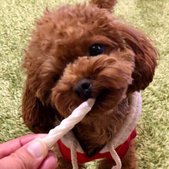 歯石が付きやすい犬と付きにくい犬の違いと理由 いぬのきもち