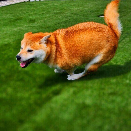 犬がシャンプーや水遊び後に暴れたり、地面やタオルに体をこすりつける理由とは いぬのきもち