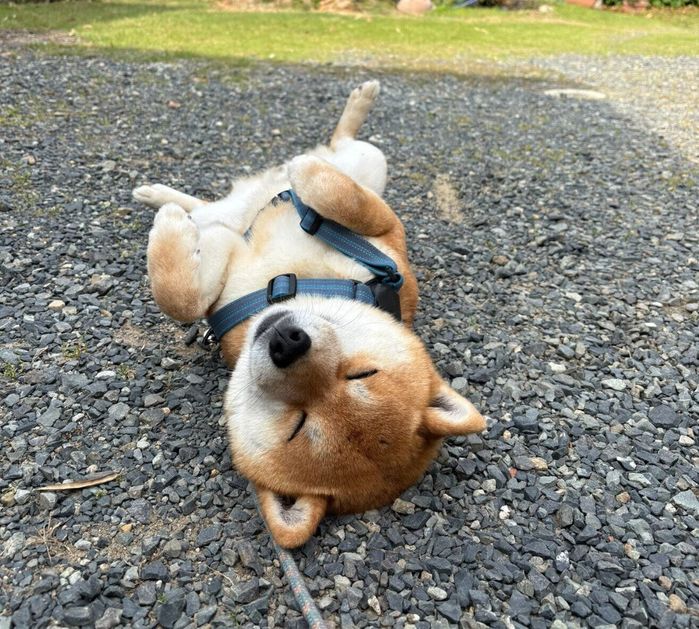朝から庭で拒否柴をする福ちゃん