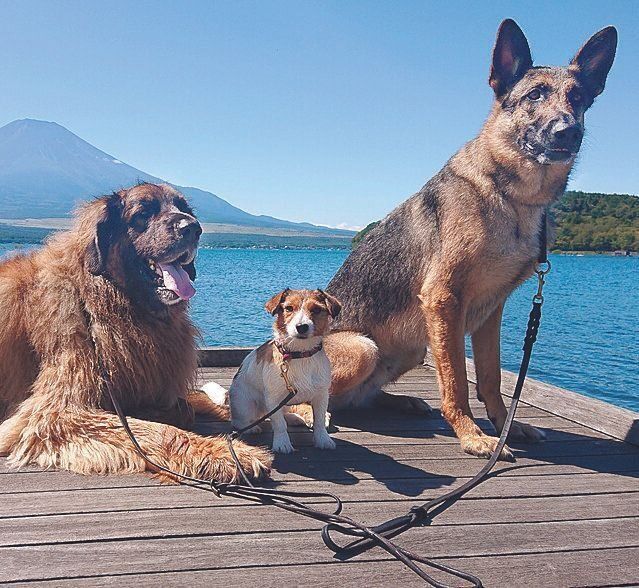 「犬たちを第一に考えて選んだ」という山中湖にある別荘で、のんびり休日を過ごす３頭