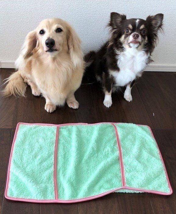 タオルと比較される犬たち