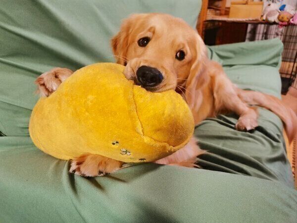 遊ぶふぉるてくん