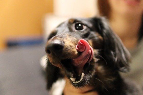 ぺろりとベロをだすわんこ