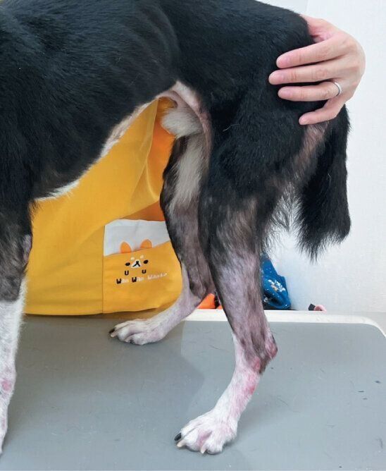 犬疥癬症の症例写真