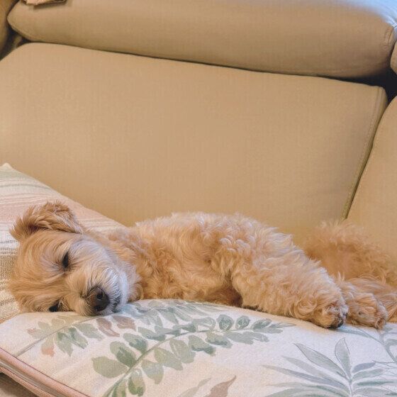  雨の日にお昼寝をするmocoちゃん