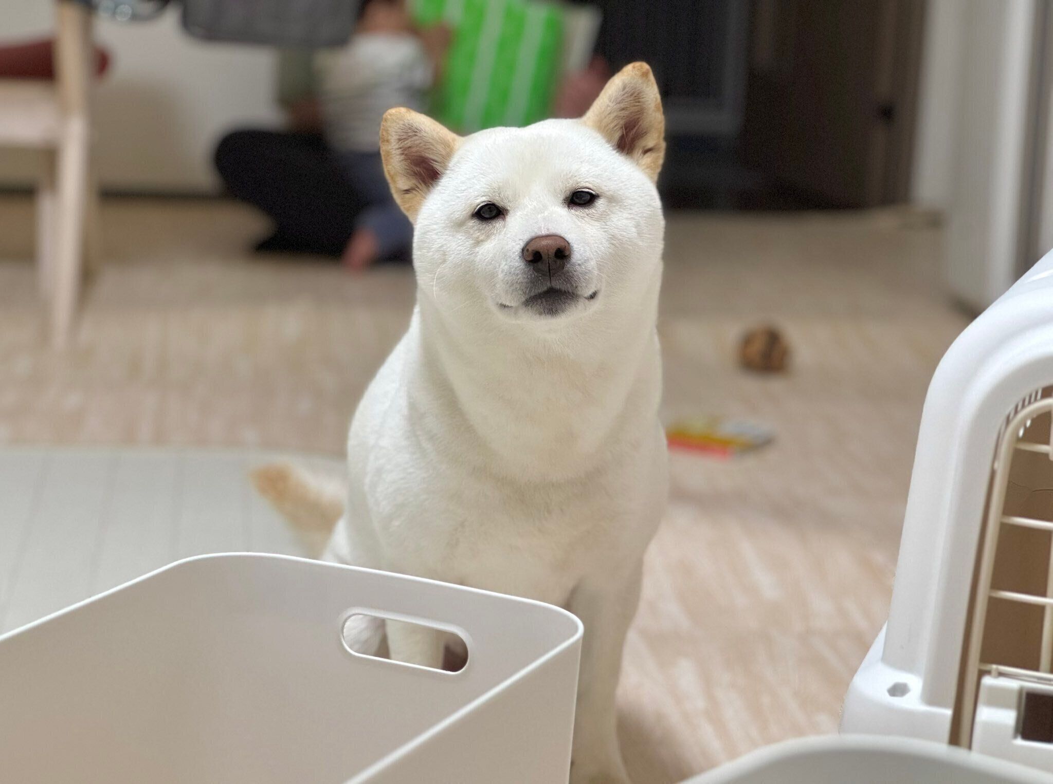 柴距離で見つめてくるケンシロウくん