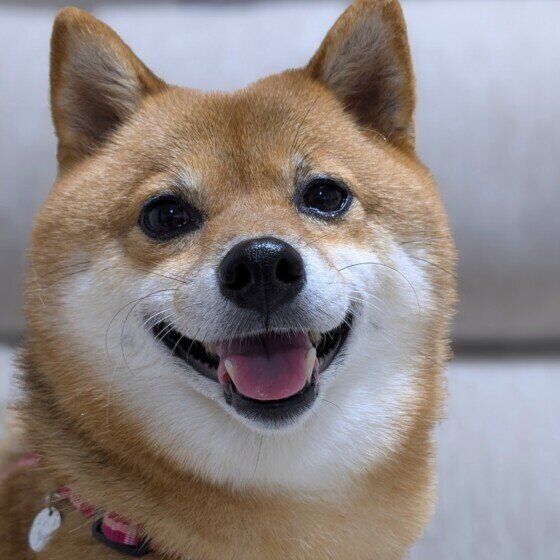 優しい笑顔のワンちゃん