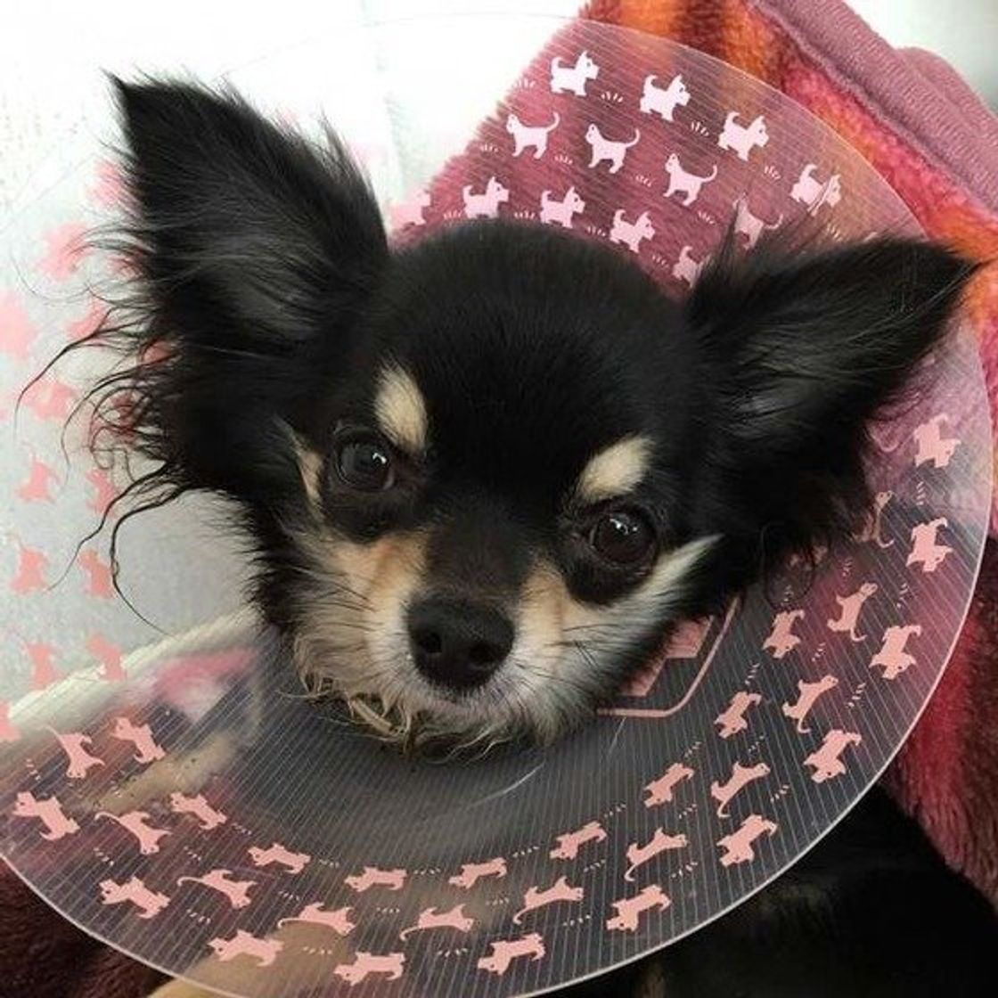 愛犬の避妊 去勢手術 わたしはこう決断した みんなの体験談 いぬのきもちweb Magazine 愛犬の避妊 去勢手術 わたしはこう決断した みんなの体験談 いぬのきもちweb Magazine