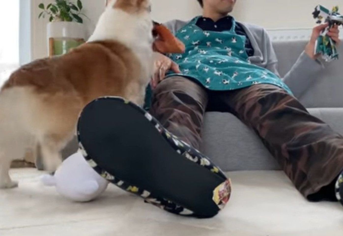 パパさんが好きすぎて ぬいぐるみにやきもち な コーギー犬 いぬのきもちweb Magazine パパさんが好きすぎて ぬいぐるみにやきもち な コーギー犬 いぬのきもちweb Magazine