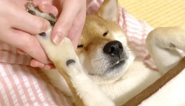 肉球のマッサージをしてもらうゆきちゃん