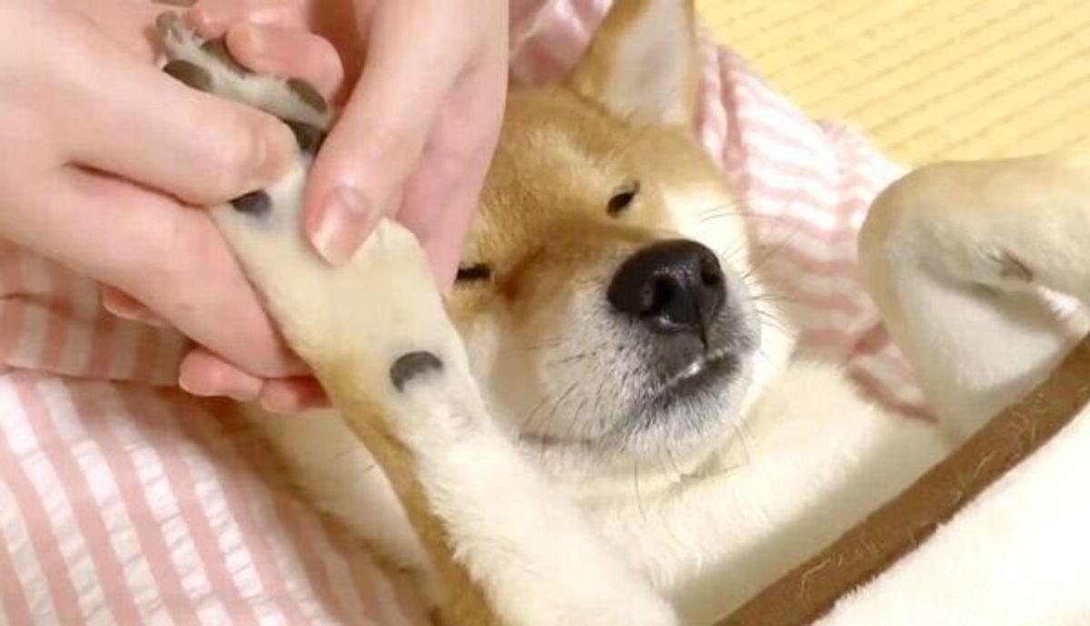 なんて幸せそうなんだ 肉球マッサージが気持ちよくて爆睡する柴犬に悶絶 いぬのきもちweb Magazine なんて幸せそうなんだ 肉球マッサージが気持ちよくて爆睡する柴犬に悶絶 いぬのきもちweb Magazine