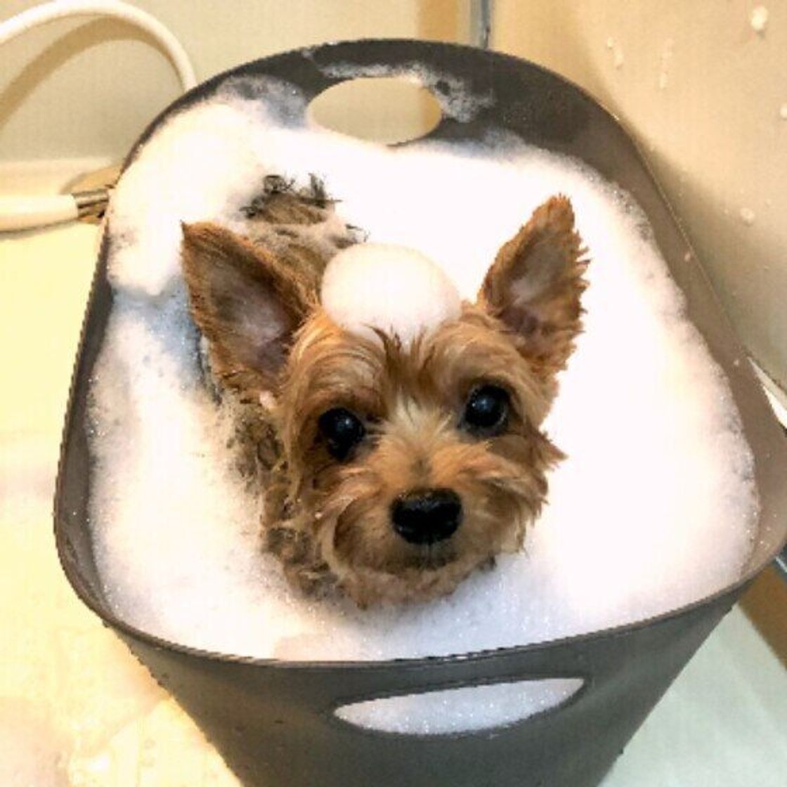 獣医師監修 犬に白菜を与えるときは注意が必要 与えるメリットとデメリットを解説 いぬのきもちweb Magazine 獣医師監修 犬に白菜を与えるときは注意が必要 与えるメリットとデメリットを解説 いぬのきもちweb Magazine