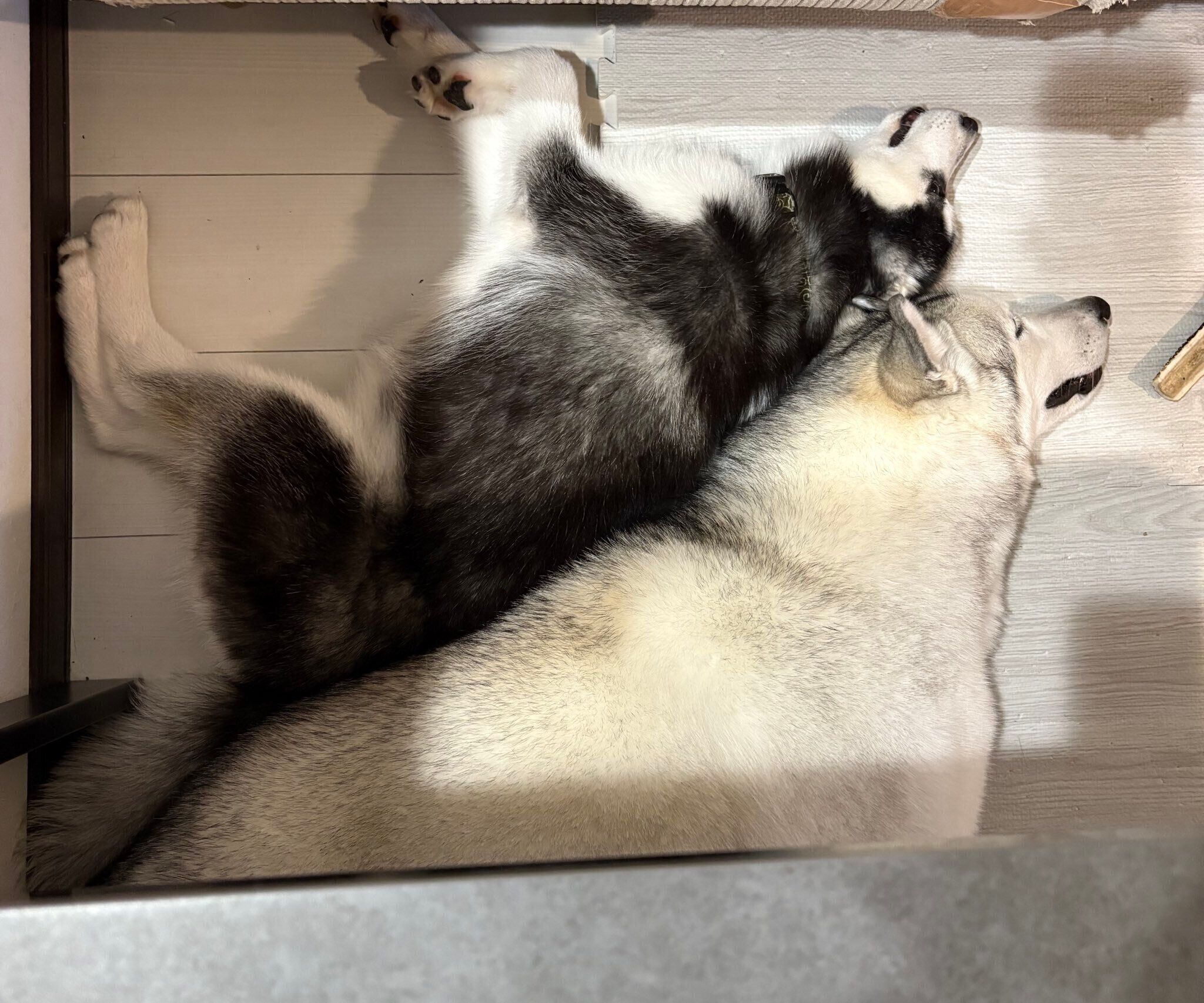 くっついて眠る2頭