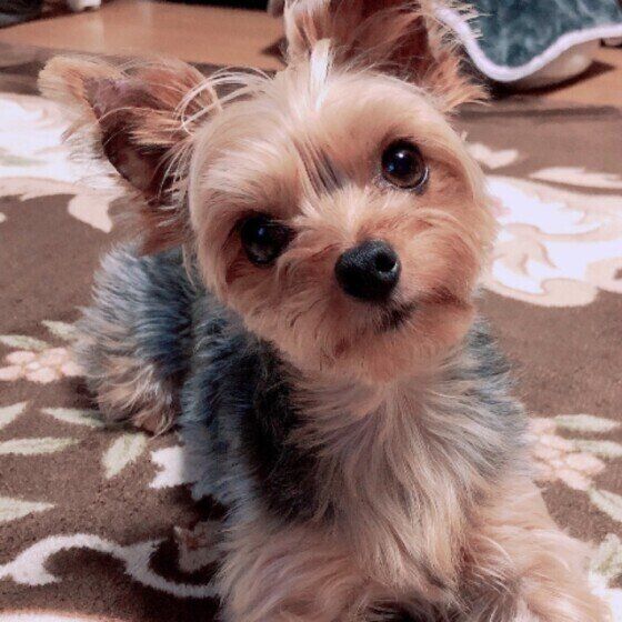 首をかしげるヨークシャー・テリア