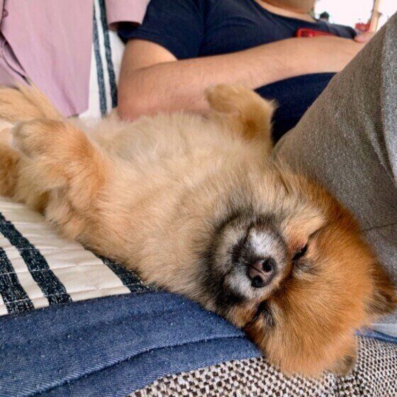 飼い主さんにくっつくポメラニアン