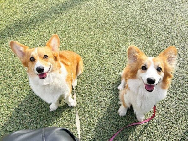 笑顔が可愛いモカちゃん、トワちゃん