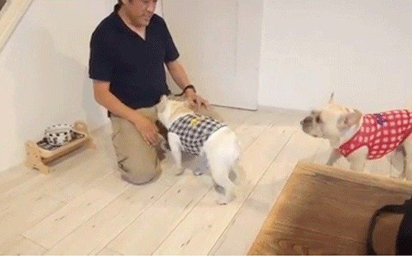 パパを取り合うフレンチ・ブルドッグ兄妹