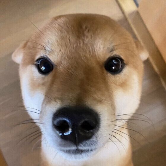 犬の愛情表現の仕方とは？ 愛犬が飼い主に見せる「大好きサイン」に気がついて 柴犬 いぬのきもち