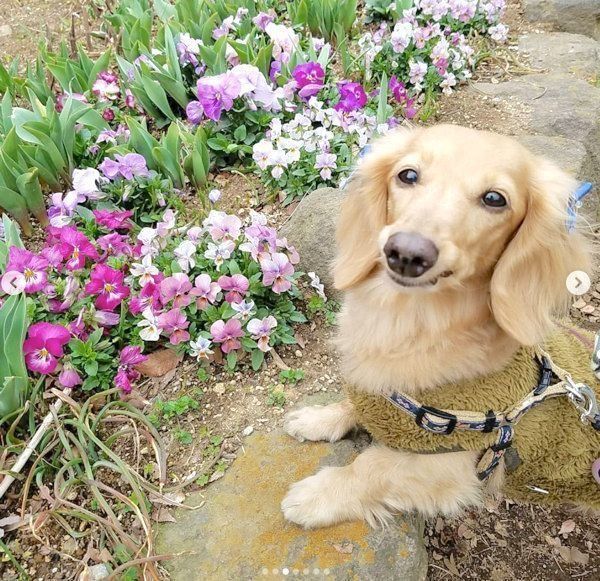 元繁殖犬・伶音ちゃん